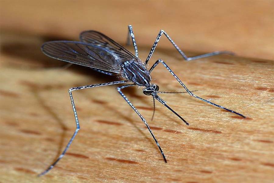 Mosquito cary the west nile virus.