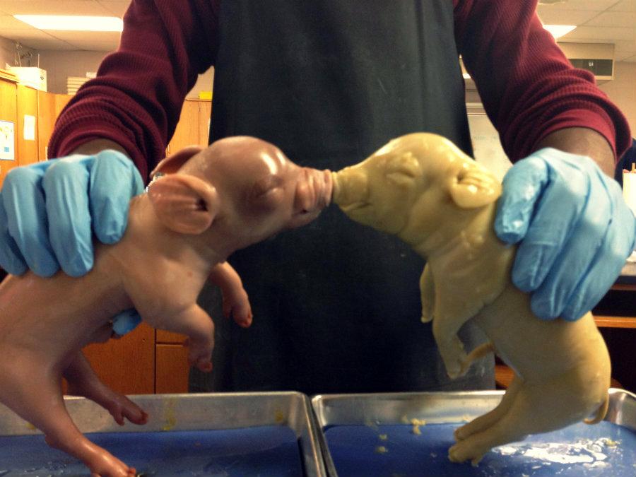 Oink Oink! Fetal Pig Dissections in Forensics
