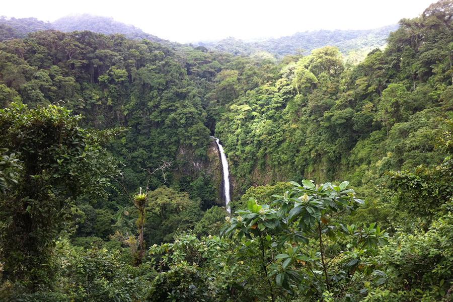 The beautiful rain forests of Costa Rica