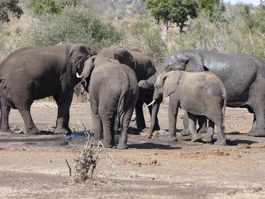 Elephants at Kruger NP South Africa
Photo Credit: Peter Gunneweg
