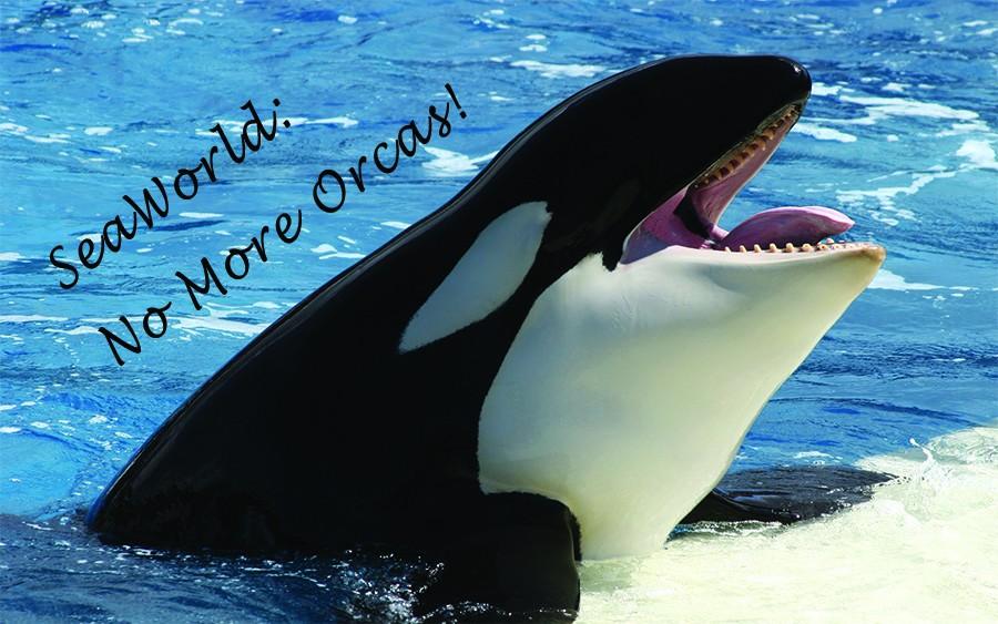 SeaWorld%3A+No+More+Orcas%21