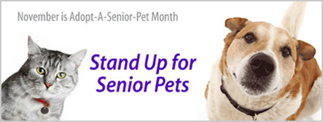 Why You Should Adopt A Senior Pet
