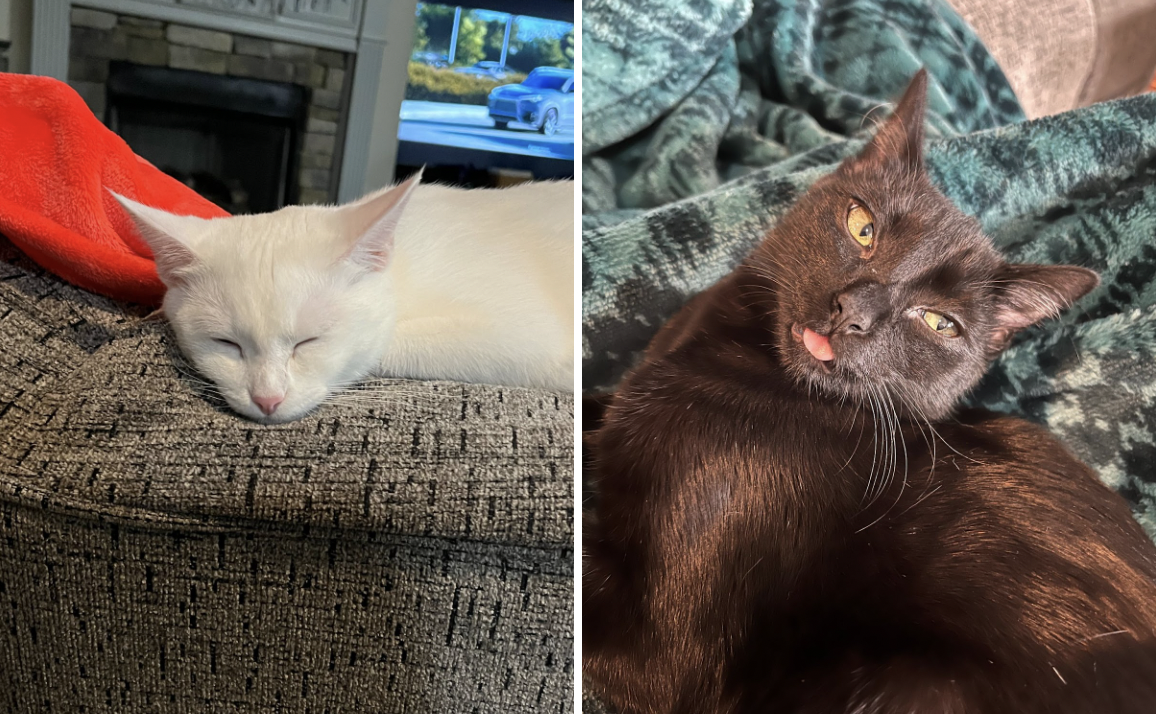 Photos of my two cats, Yuki (White), and Trixie (Brown). Both adopted as kittens.