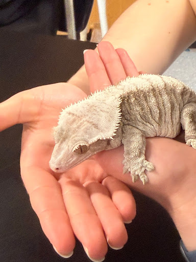 Ssssnakes and Geckos in AP Environmental Science!